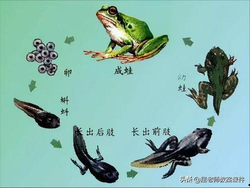 国产区小蝌蚪视频大全,精彩纷呈的国产影视盛宴