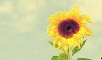 国产黄色向日葵视频在线,探寻自然之美与生活情趣的视觉盛宴