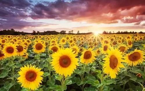 国产黄色向日葵视频在线,探寻自然之美与生活情趣的视觉盛宴