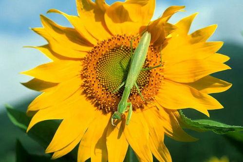 国产黄色向日葵视频在线,探寻自然之美与生活情趣的视觉盛宴