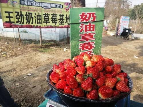 国产免费视频水莓一百,国产免费视频的璀璨明珠