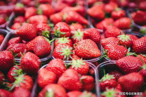 国产免费视频水莓一百,国产免费视频的璀璨明珠