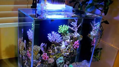 国产鱼缸测评视频下载,品质与性能的深度解析