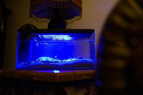 国产鱼缸测评视频下载,品质与性能的深度解析