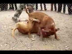 国产电影狗咬死人视频,狗咬人事件引发社会关注