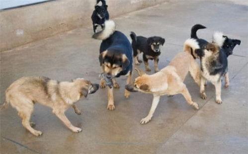 国产电影狗咬死人视频,狗咬人事件引发社会关注