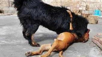 国产电影狗咬死人视频,狗咬人事件引发社会关注