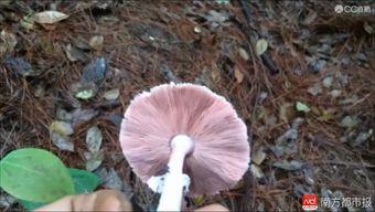 蘑菇视频国产播放