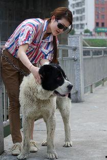 美人犬调教国产视频,国产视频中的独特调教艺术揭秘