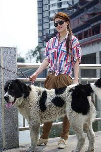 美人犬调教国产视频,国产视频中的独特调教艺术揭秘