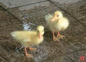 国产鸭子和大妈交配视频,引发网友热议  第3张