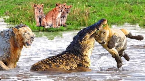 鳄鱼国产大片视频在线观看,在线观看，揭秘神秘鳄鱼世界  第2张